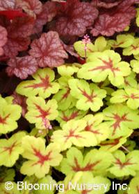 Heucherella 'Sunspot'